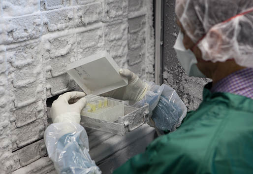 Medical Research: scientist in protective workwear looks for stem cell samples in a Thermo Scientific freezer
