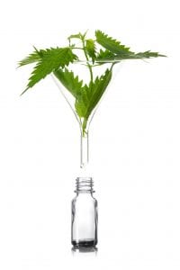 stinging nettle leaves in a glass funnel above a pharmacy bottle, a medicinal herb for tincture, essence or tea, isolated on a white background, vertical